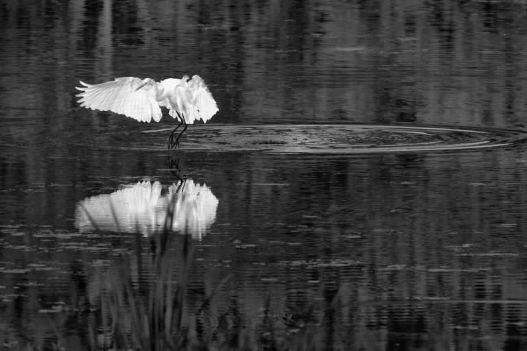 Leaving the Marsh